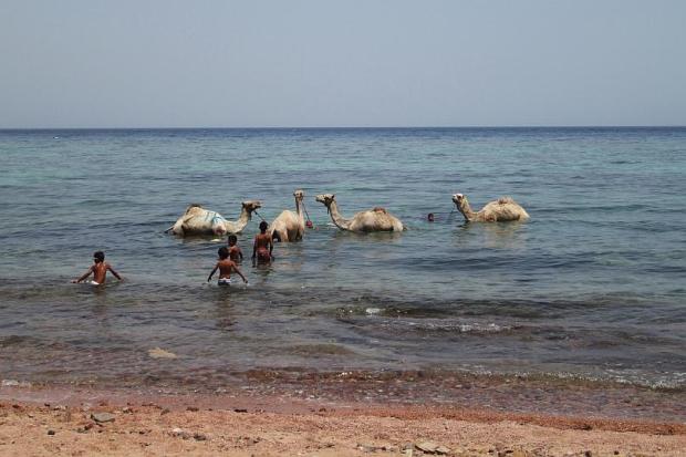 Camels at Asala Beach